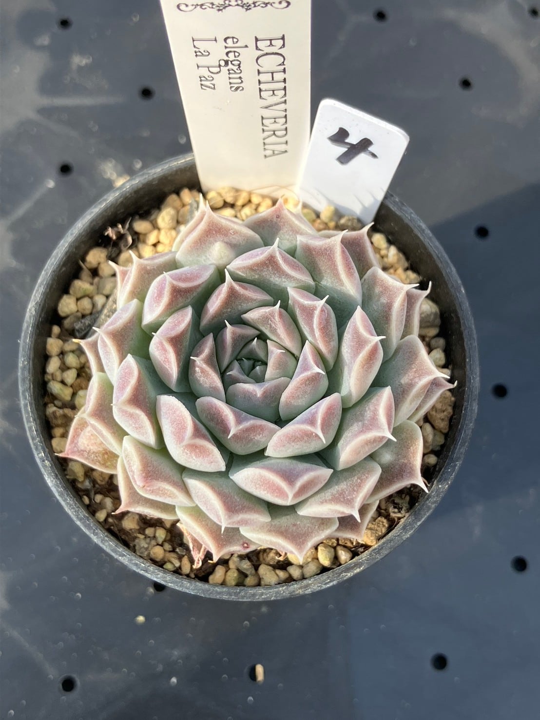 現物商品】elegans La Paz エレガンス ラパス 個数制限あり ④ | 多肉