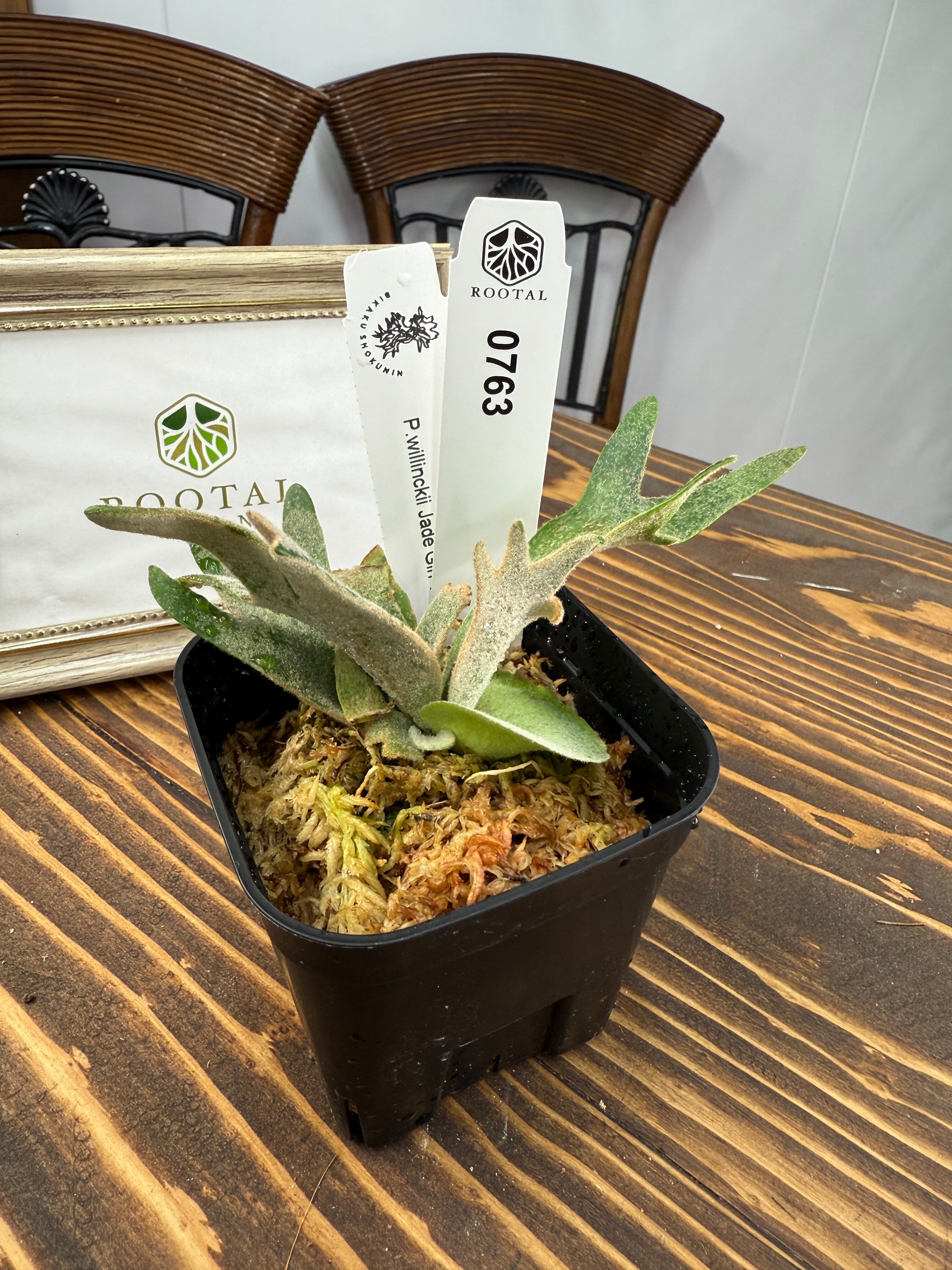 ビカクシダ | ROOTALPLANTS