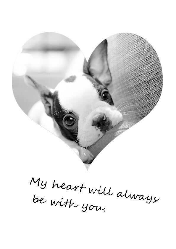 モノクロでかっこいい ペットポスター Goodmemory