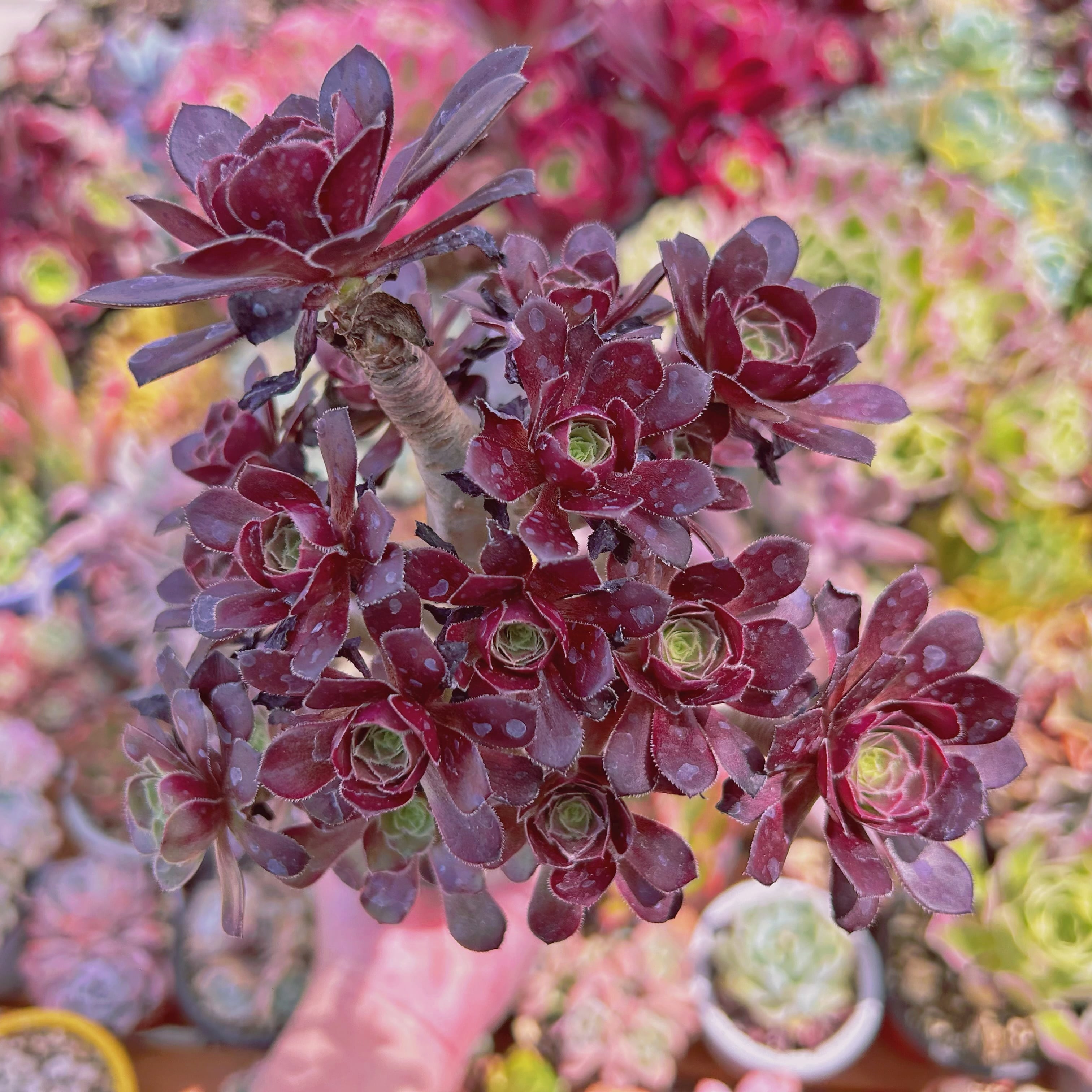 多肉植物　黒銅壺　8頭以上     特大群生