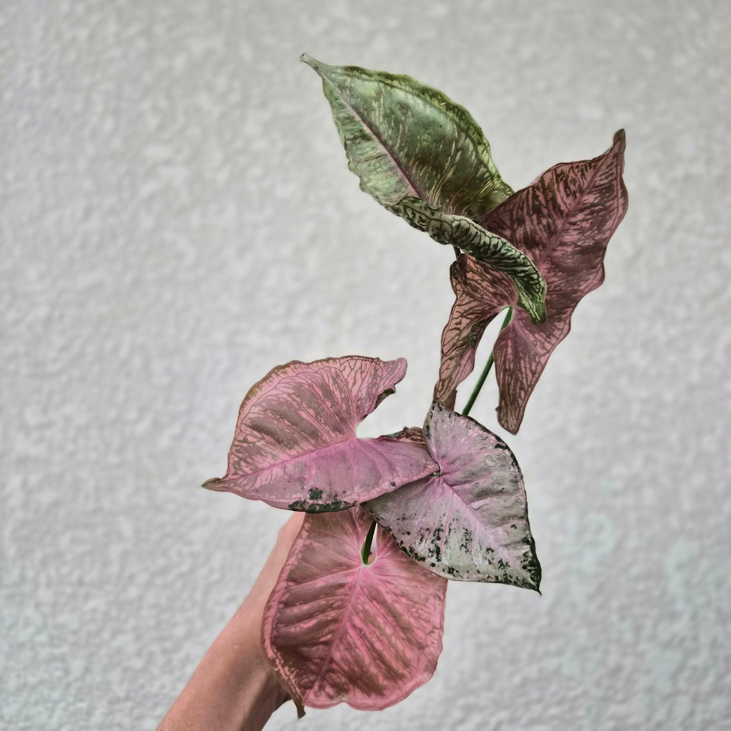 《シンゴニウム ピンク モザイク》Syngonium Pink Mosaic 観葉植物 ポット発送