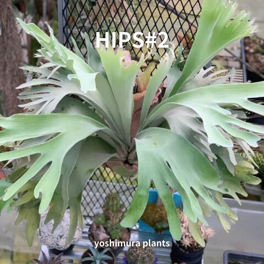 ☆1円スタート☆110+ ビカクシダ 植物☆Platycerium ridleyi (プラティ