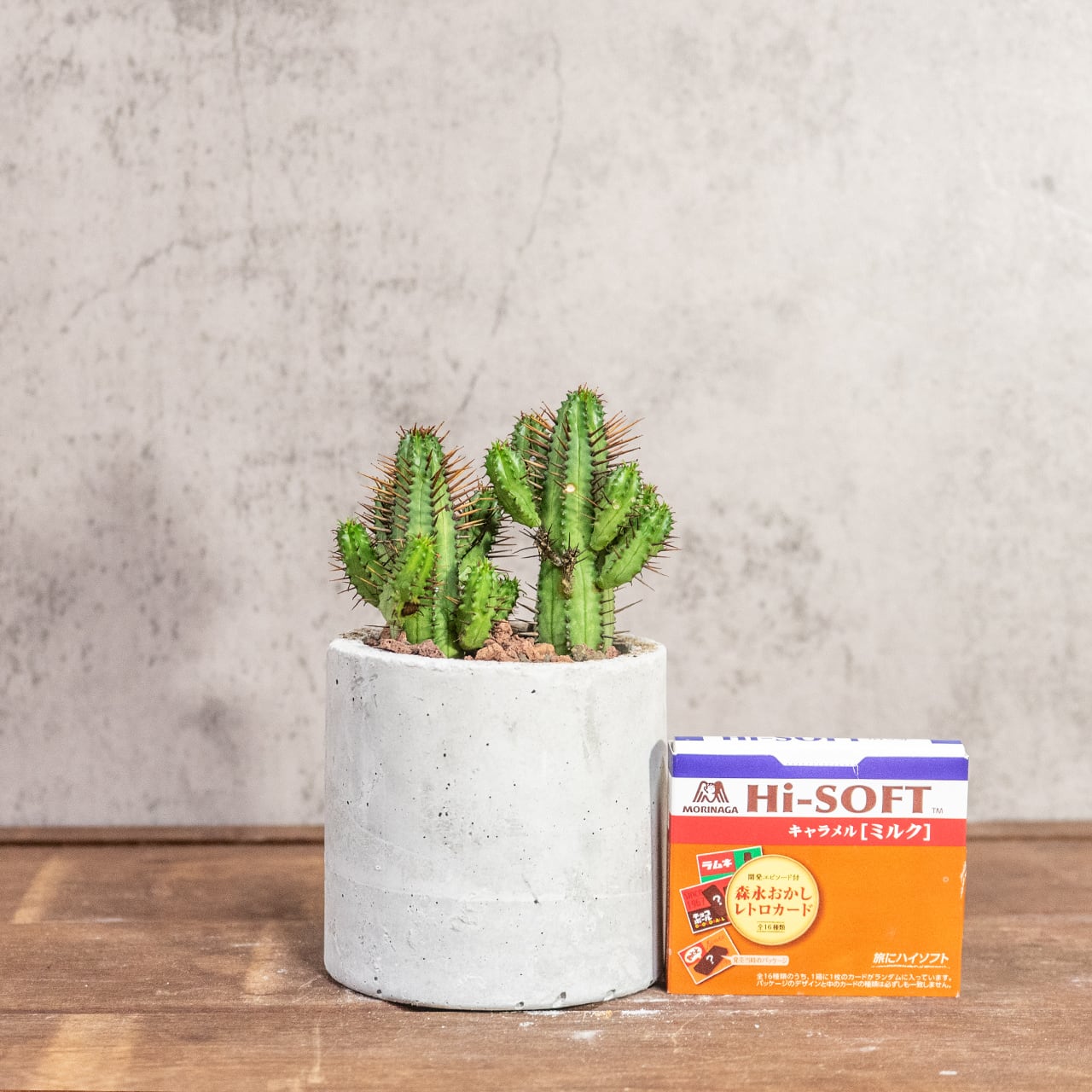 紅彩閣（ユーフォルビア・エノプラ）｜赤棘と柱状フォルムが魅力のスタイリッシュ多肉【手作りモルタル鉢】