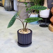 アロカシア・スカルプラム