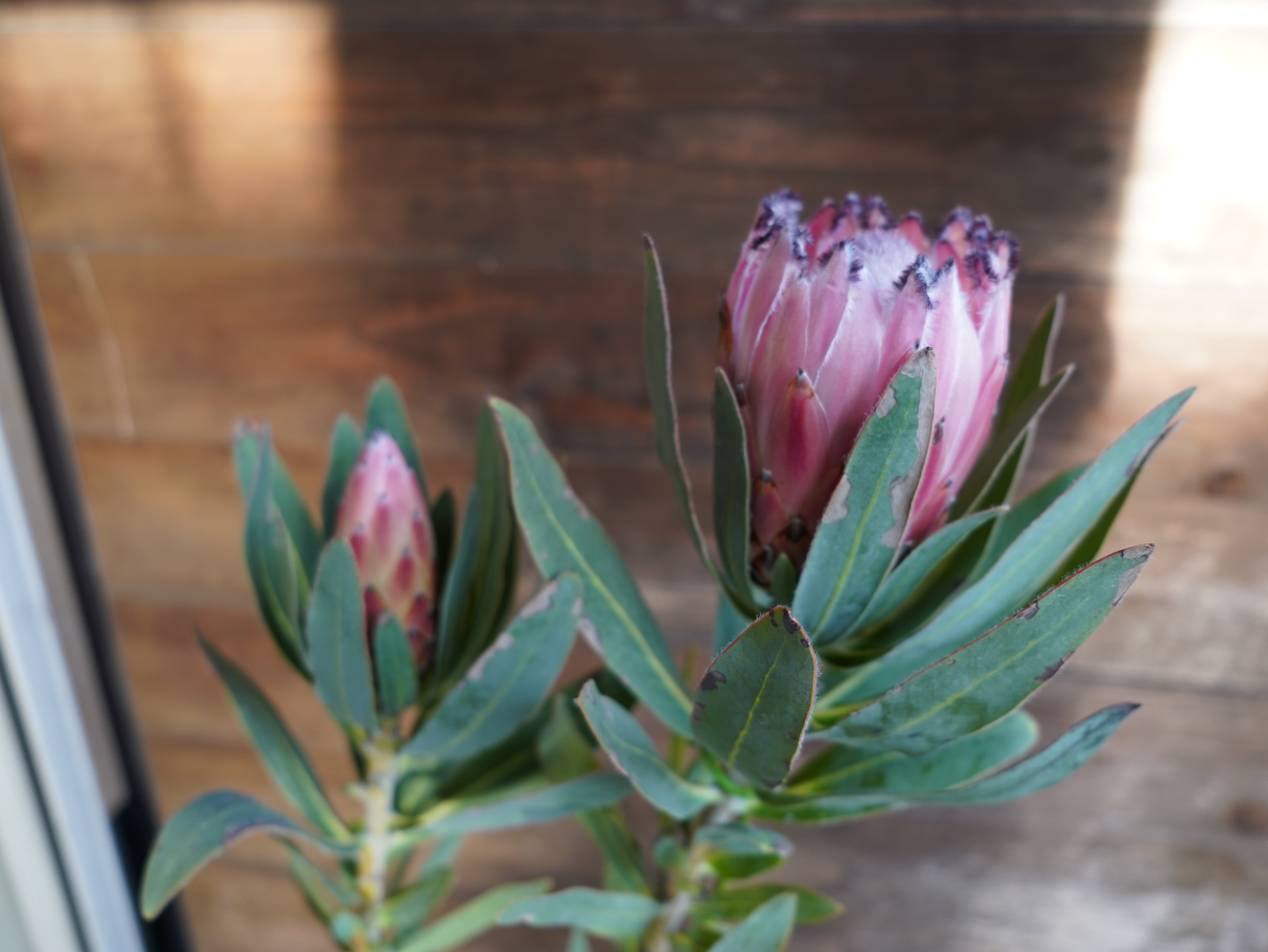 【現物】プロテア ”オーストラリスピンク” C