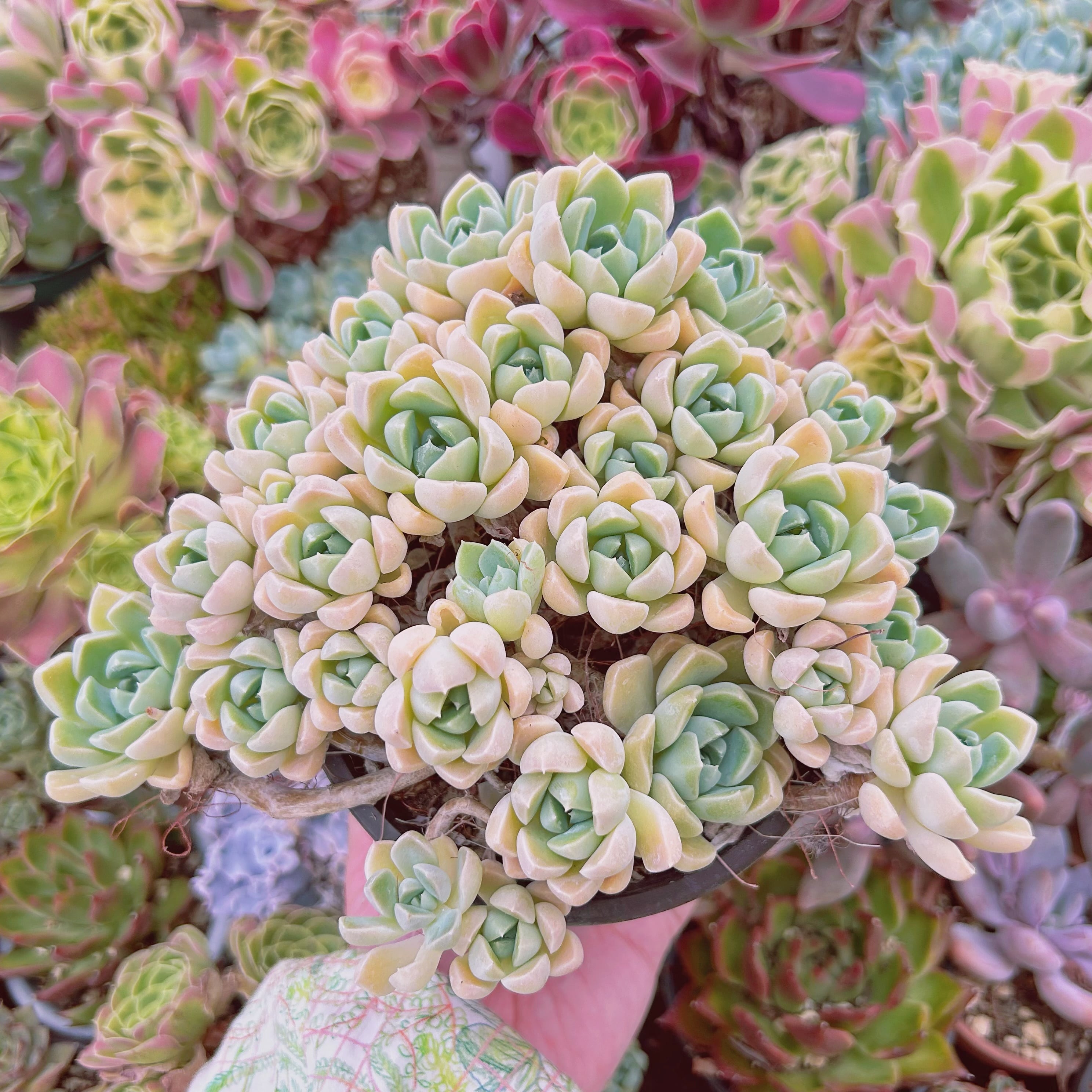 現物　多肉植物　ミルキーストーン　特大　抜き苗