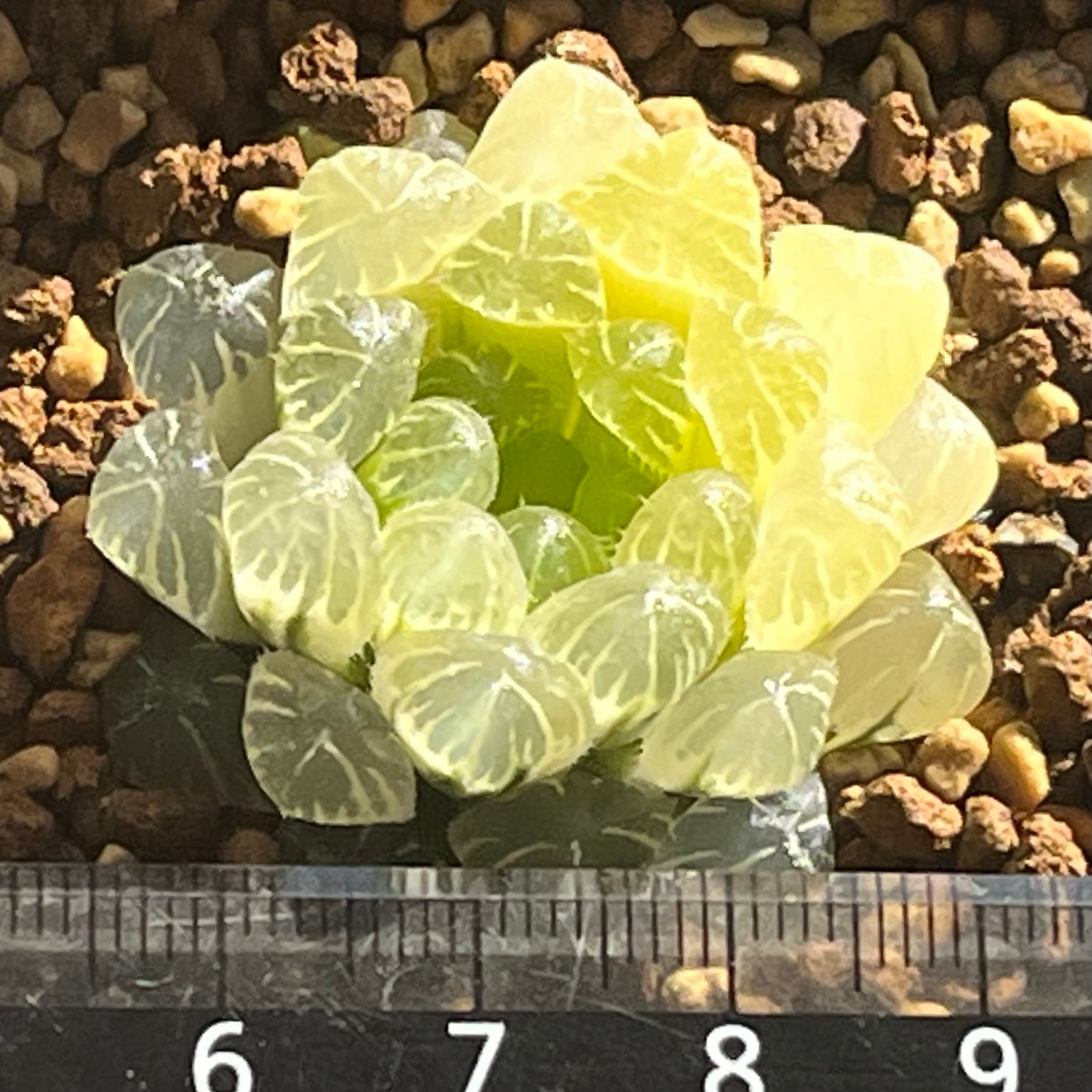 ハオルチア 雫石錦 | mocono_plants