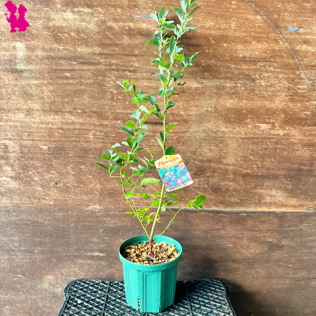 ○ポットごと♡2品種植え♡ブルーベリー♡パウダーブルー×ブライト