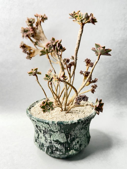 アエオニウム・サンバースト綴化