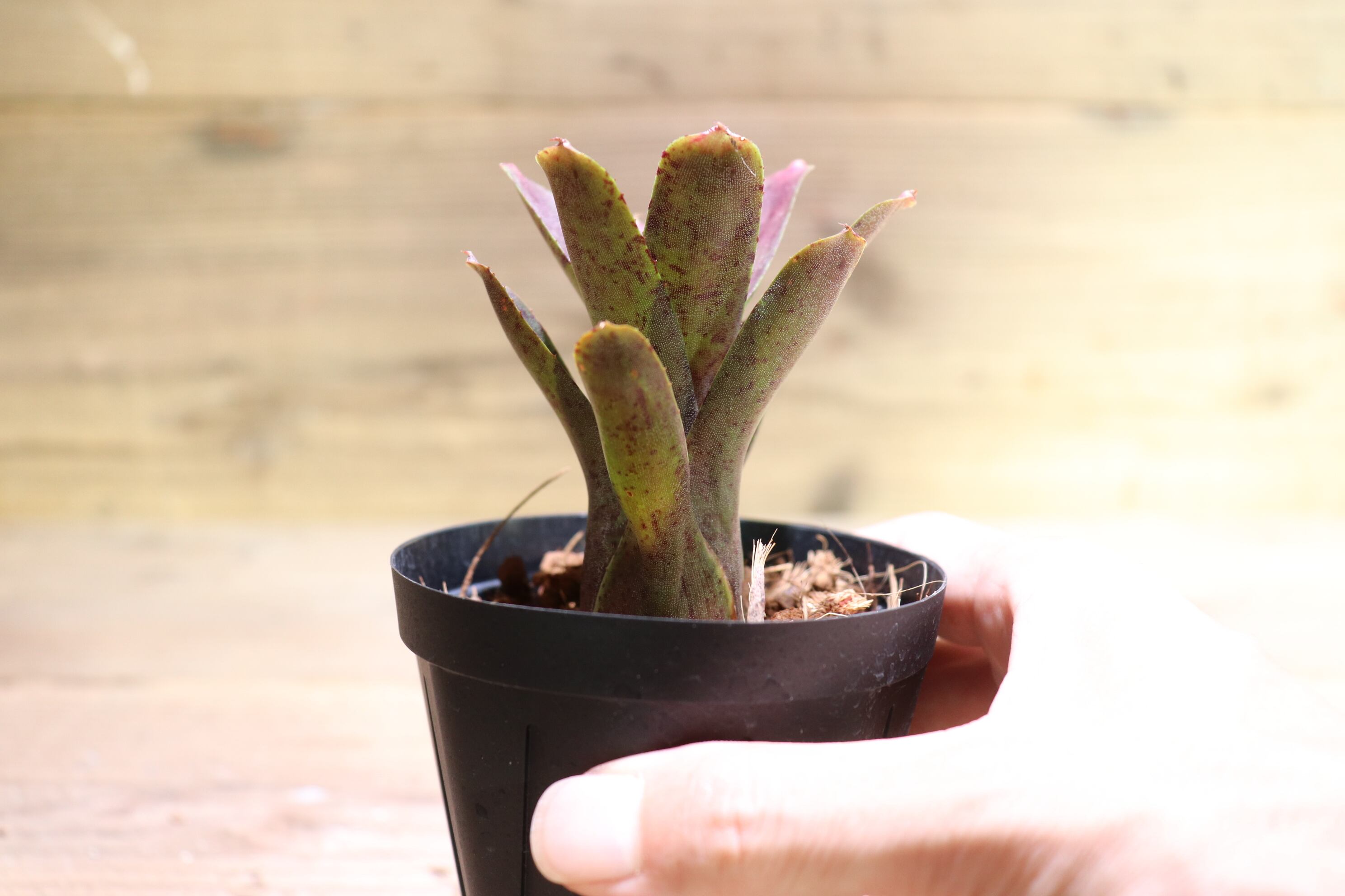 送料無料】Neoregelia punctatissima hybrid〔ネオレゲリア 送料無料】Neoregelia punctatissima hybrid〔ネオレゲリア