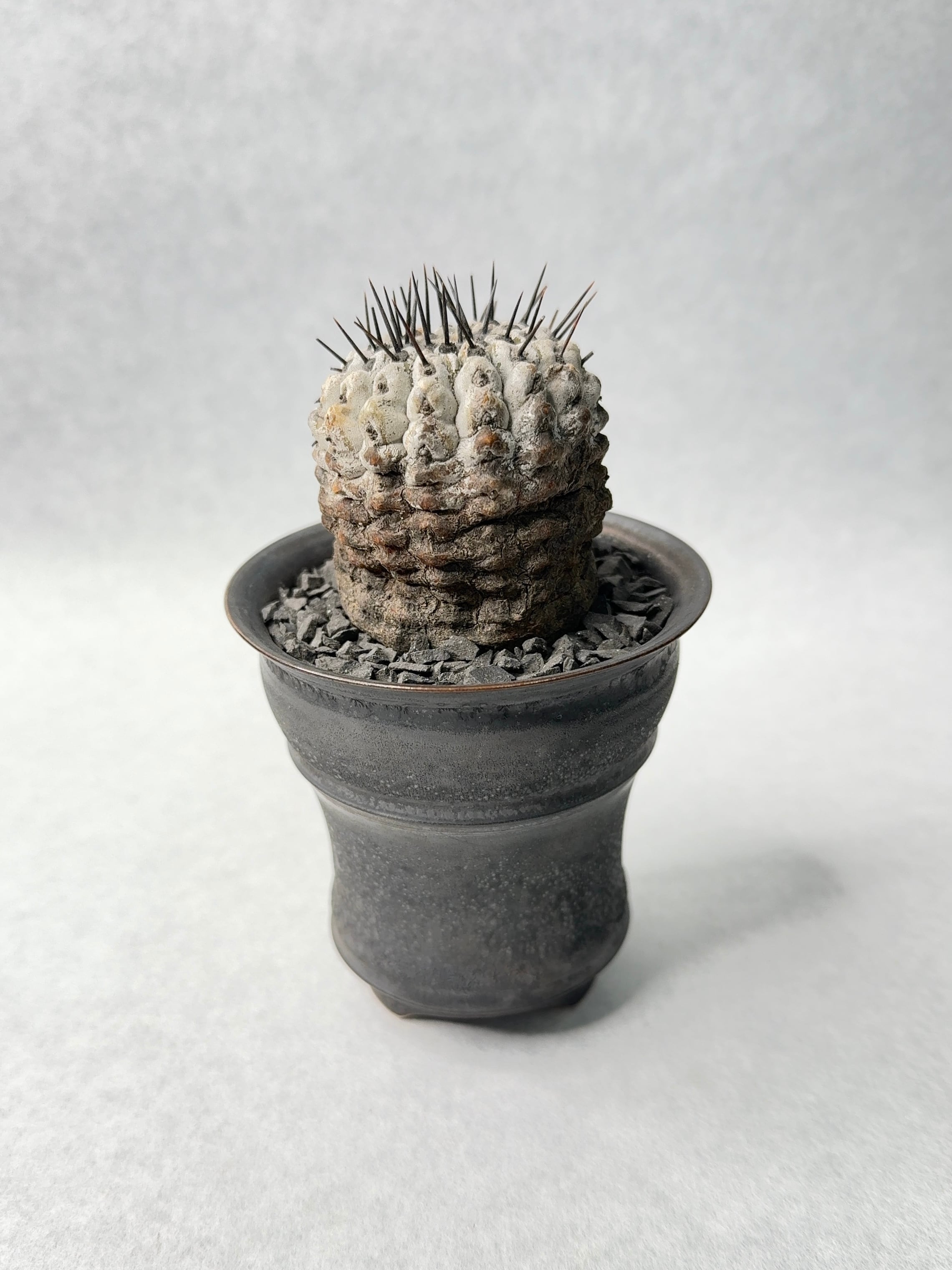 コピアポア・黒王丸 | trigger