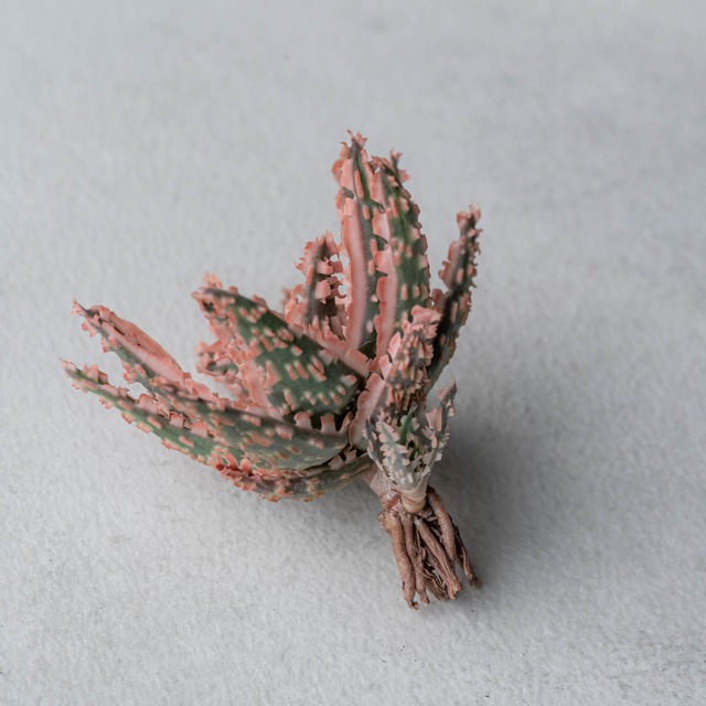 アロエ ハイブリッド -Aloe hybrid- No.10