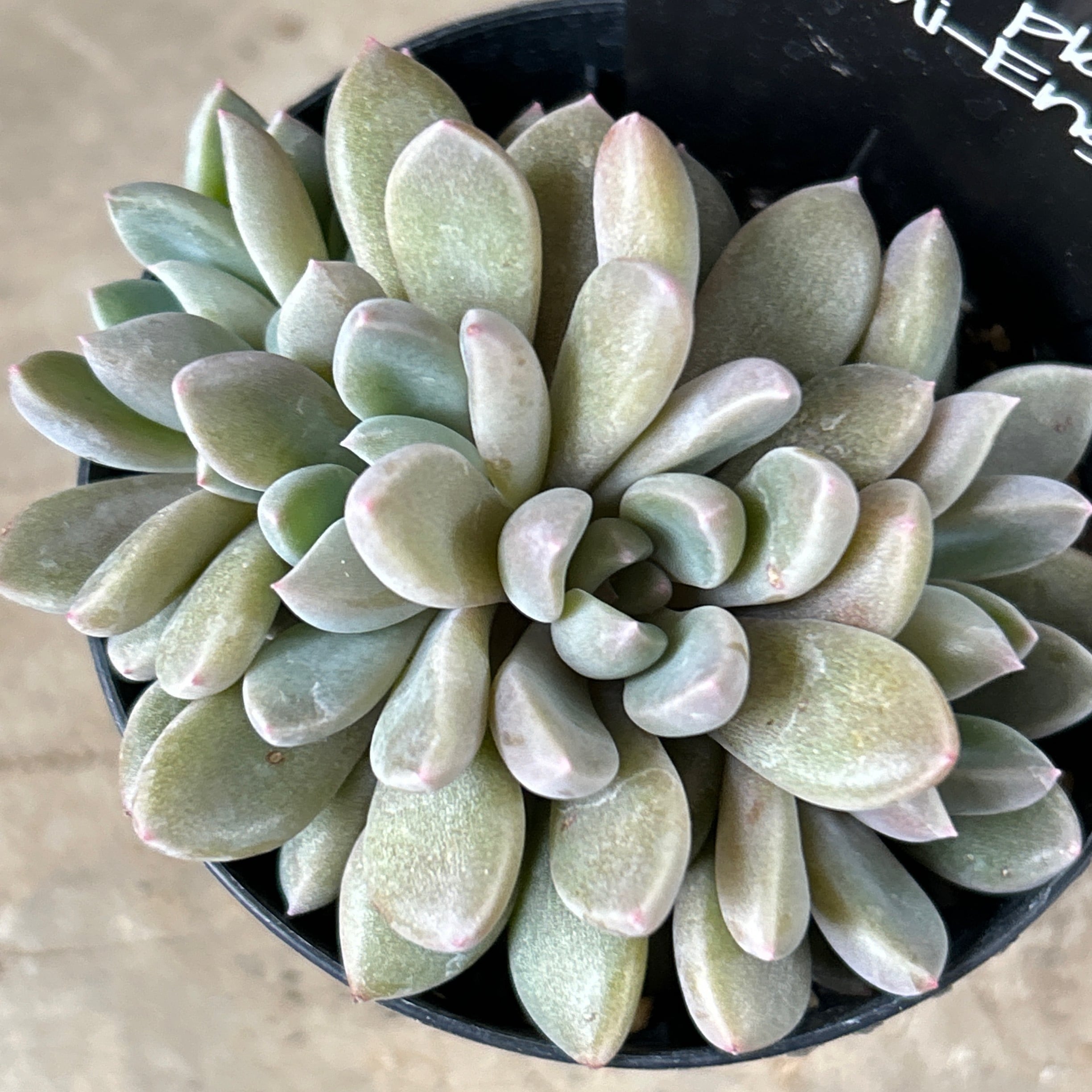 シュガーゼリー群生 | RuPo 多肉植物専門店