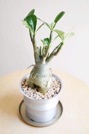 【S】アデニウム アラビカム/Adenium arabicum