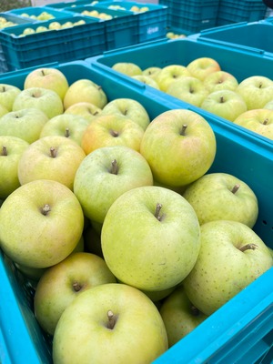 王林＆葉取らずサンふじ家庭用　2kg