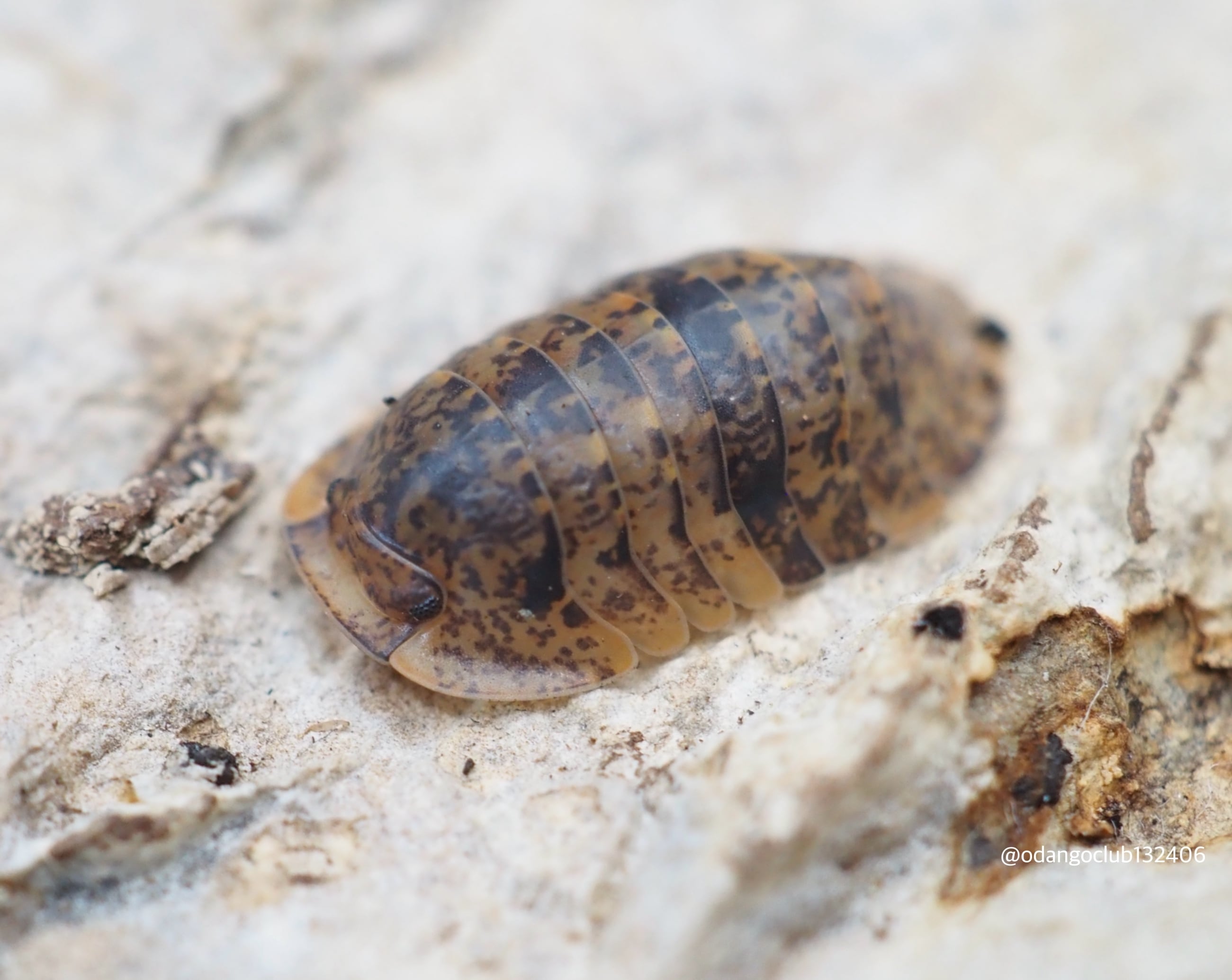 ☆激レア 大好評 1円スタート☆ピンクドラゴンミリピード 7+2匹（パークチョン産）Desmoxytes sp. ピンクドラゴンミリピード 10匹 ヤスデ | おだんごくらぶ