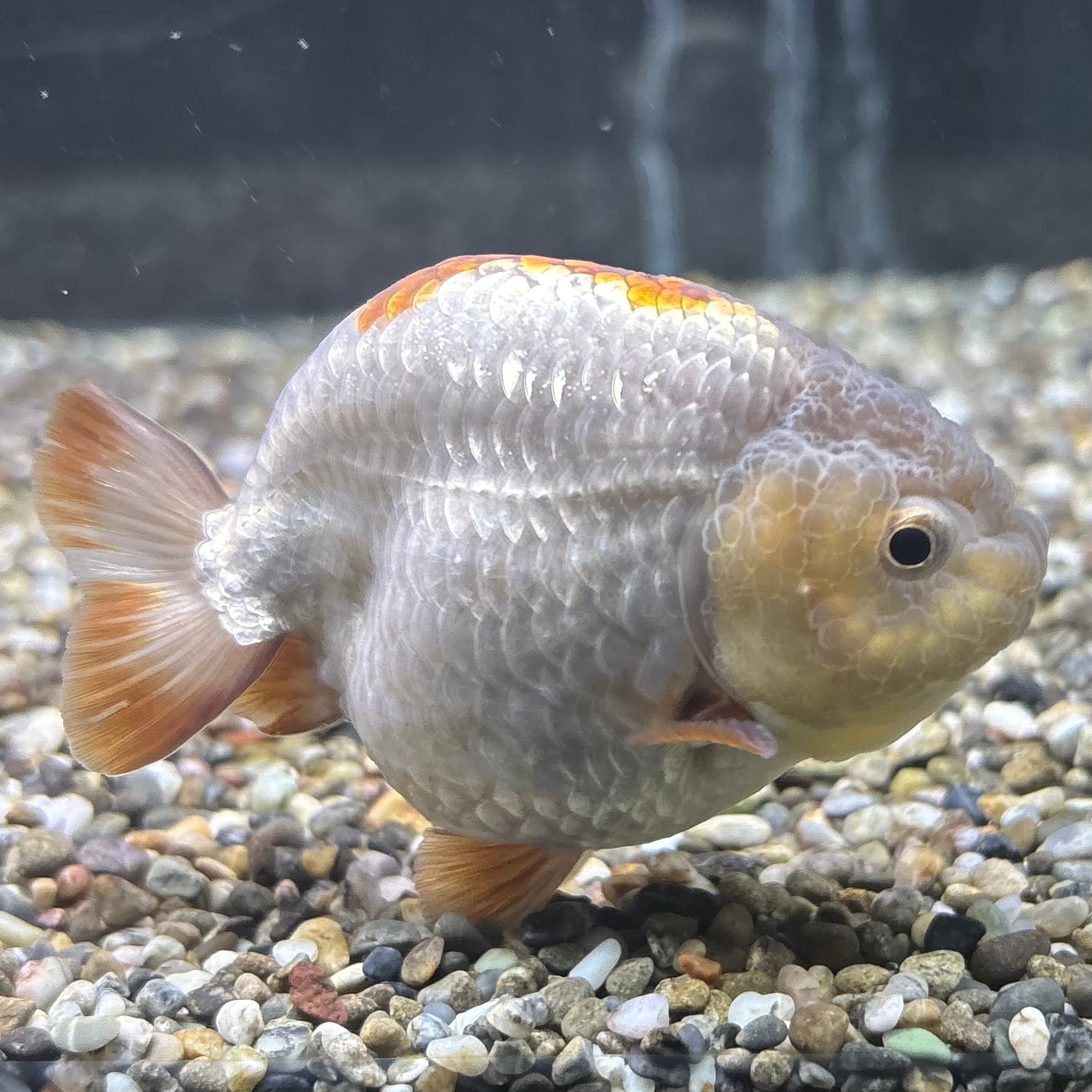 らんちゅう | 金魚・熱帯魚専門店 AquaPro.H