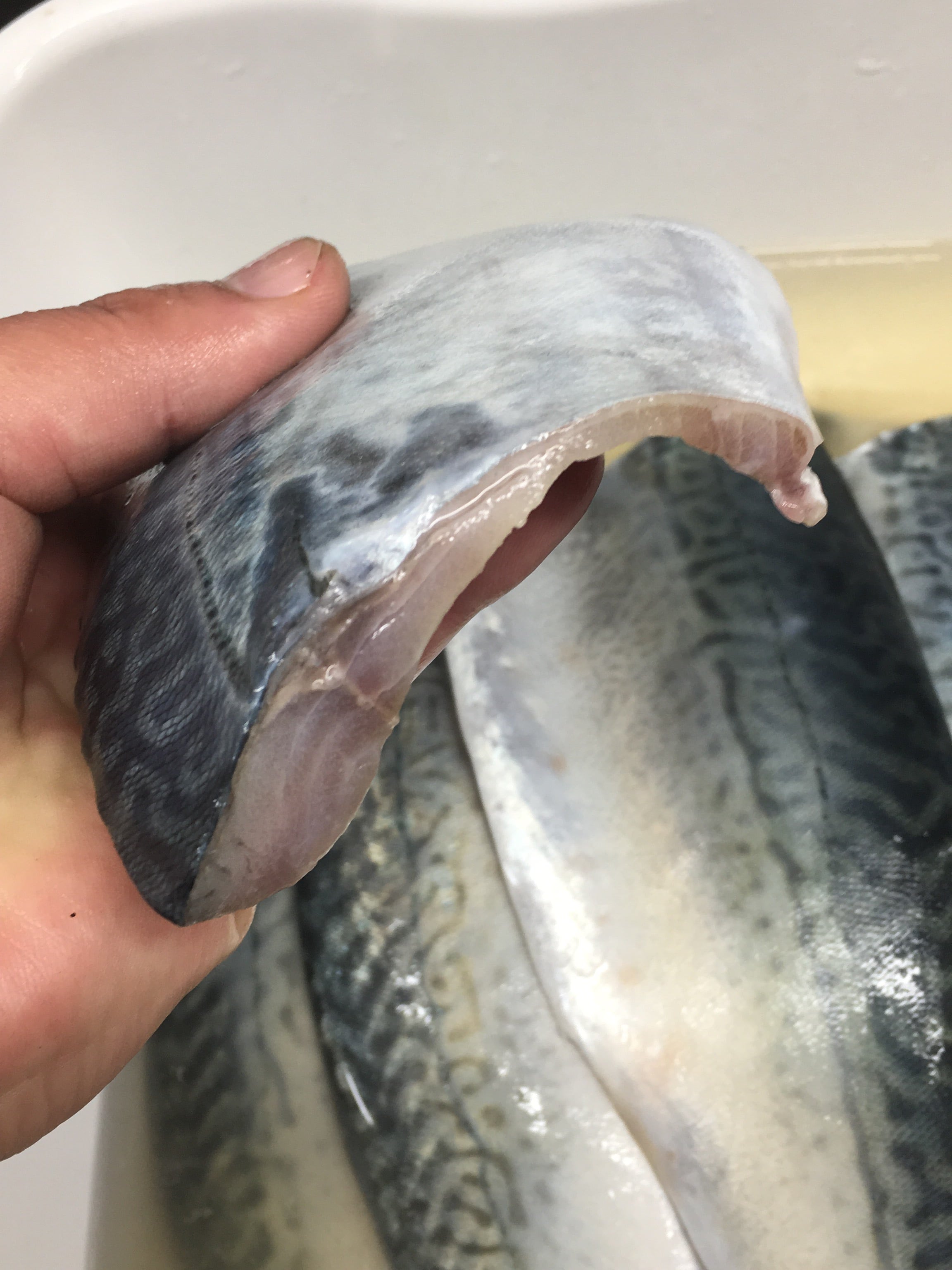 旨しめ鯖(3パック入り) | いえもんや