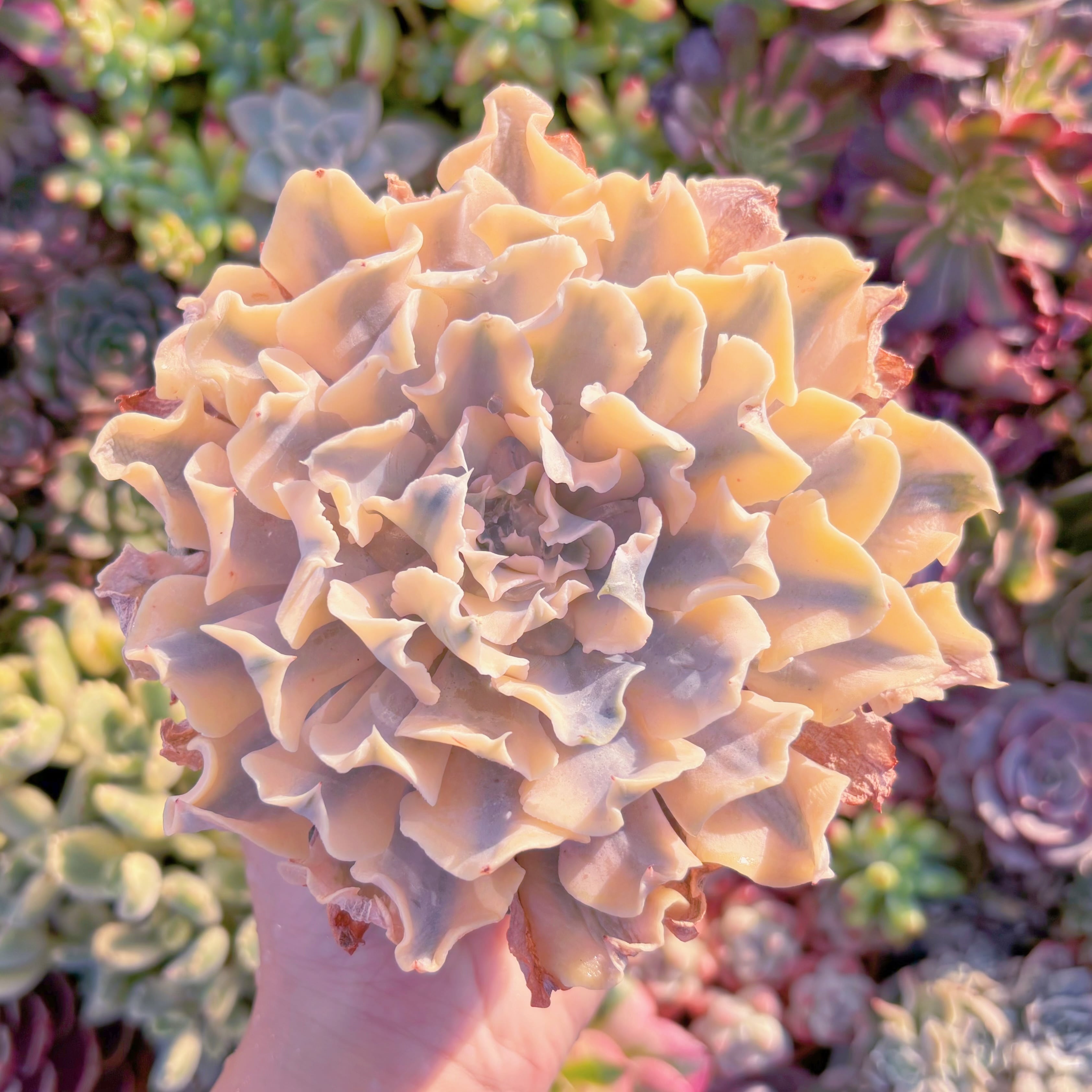 現品　シャフラン錦#M260　大苗　在庫僅少　るる農園