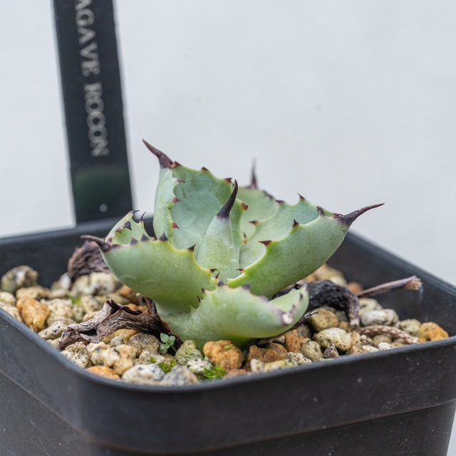 アガベ 八荒雷神