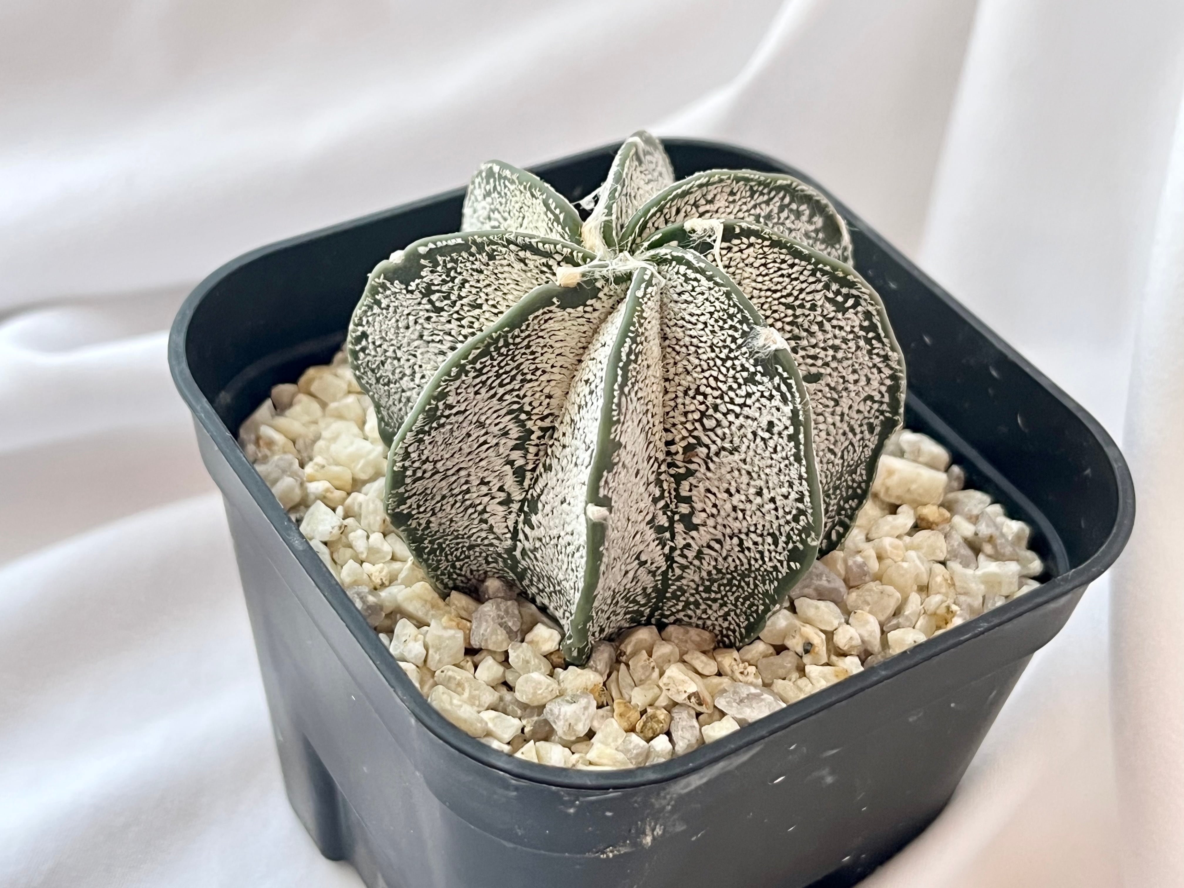 白瑞鳳玉　アストロフィツム　astrophytum 棘　多肉植物　サボテン　良株 白瑞鳳玉 アストロフィツム astrophytum 棘 多肉植物 サボテン 良株