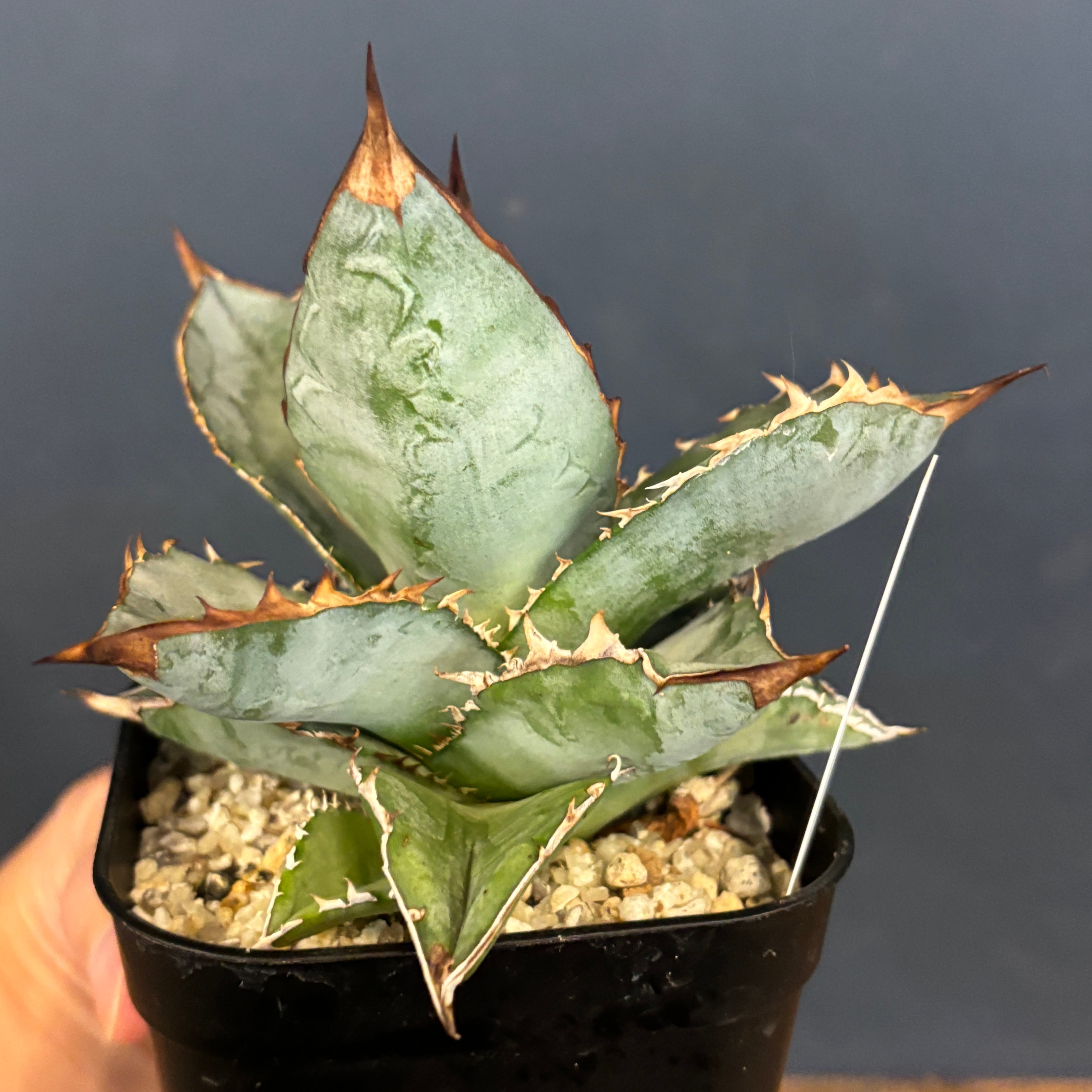 アガベ チタノタ C017【502】 | PROTOLEAF プロトリーフ