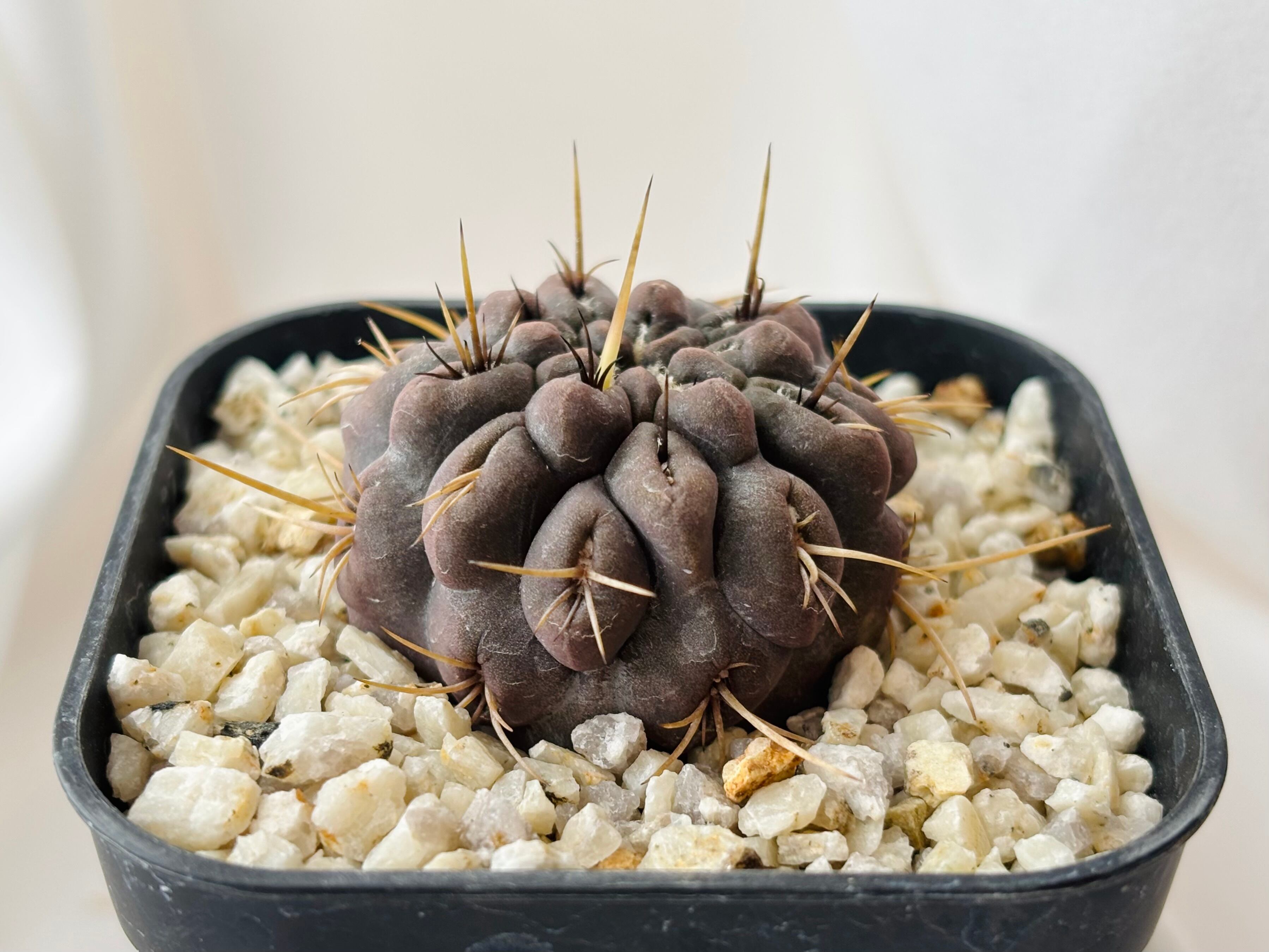 Eriosyce curvispina v. combarbalensis エシオシケ クルビスピナ コン