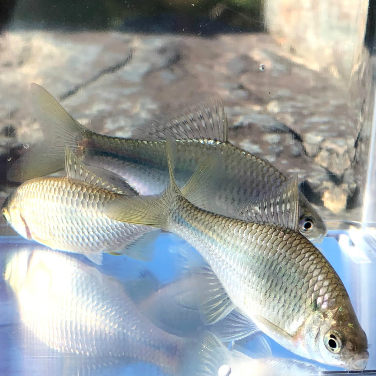 （淡水魚）シロヒレタビラ　3～5ｃｍ±　（3匹）【生体】