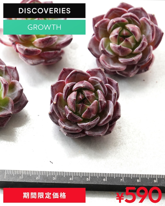 発根済カット苗 パープルムーン M Echeveria 'Purple Moon'
