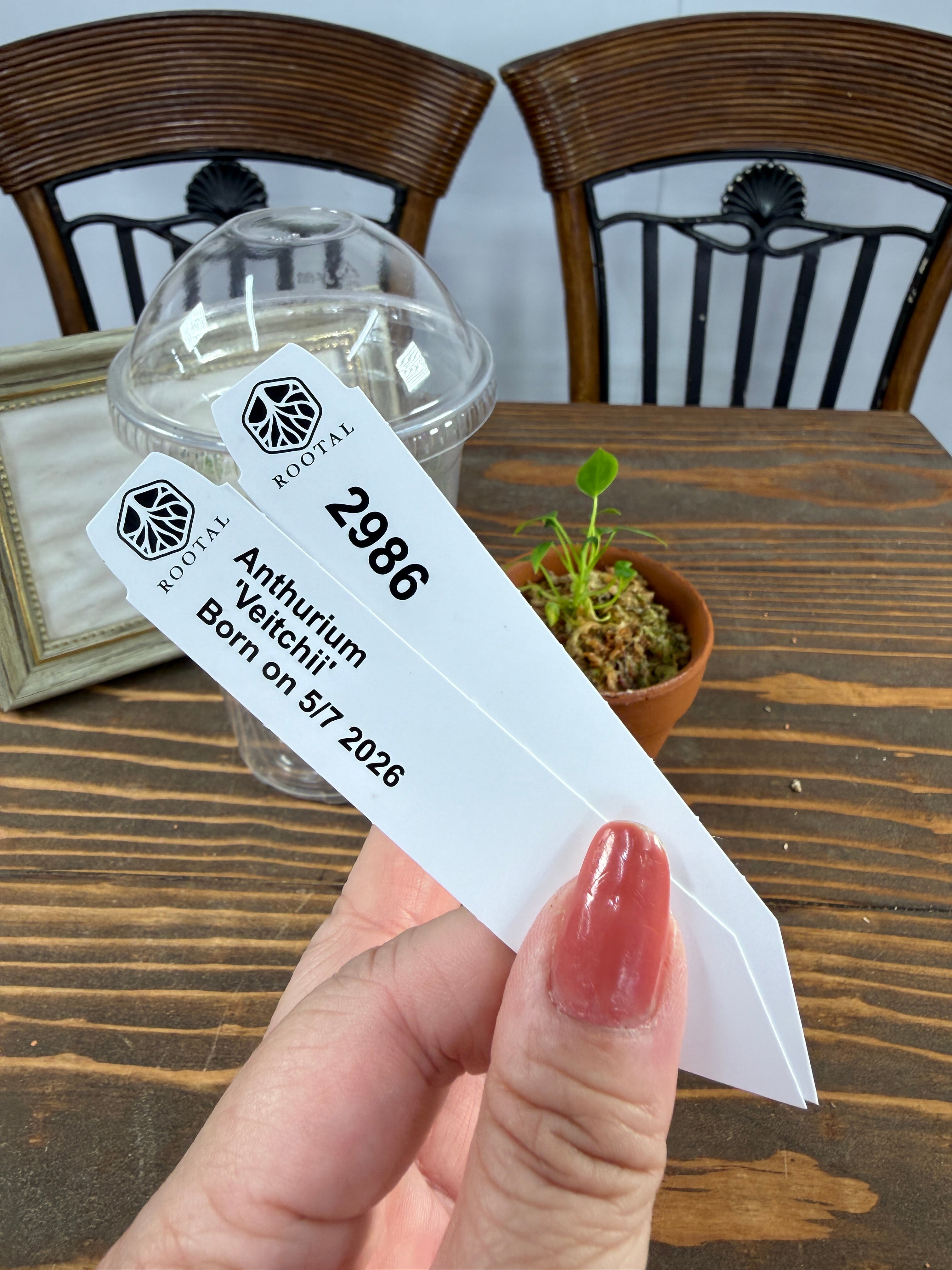 アンスリウム | ROOTALPLANTS