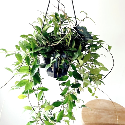 ホヤ ラクノーサ レベッカ 観葉植物 calm cafe × GreenBell
