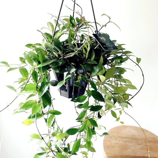 《希少》ポトス テルノサンシャイン 登録品種 ハンギング 観葉植物 calmcafe