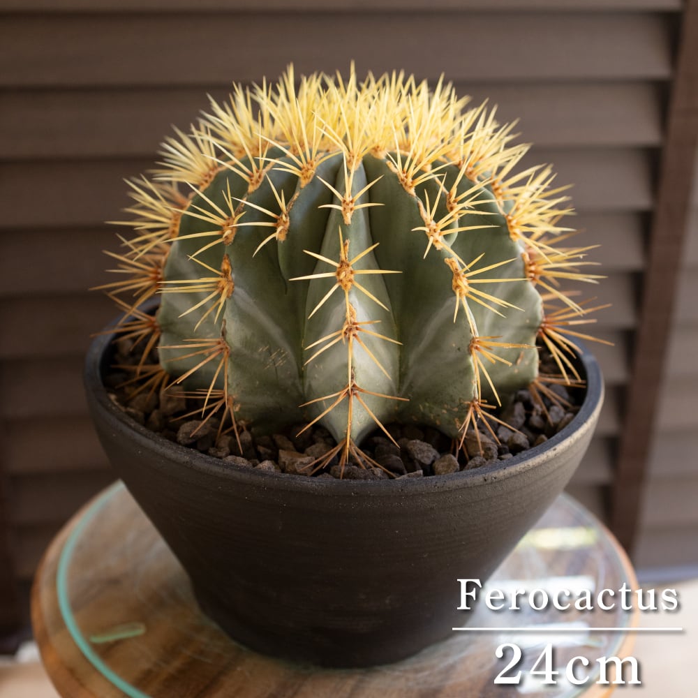 【発根済】24cm 王冠竜 フェロカクタス ブルーバレルカクタス サボテン 8号 ドライガーデン 0812BK