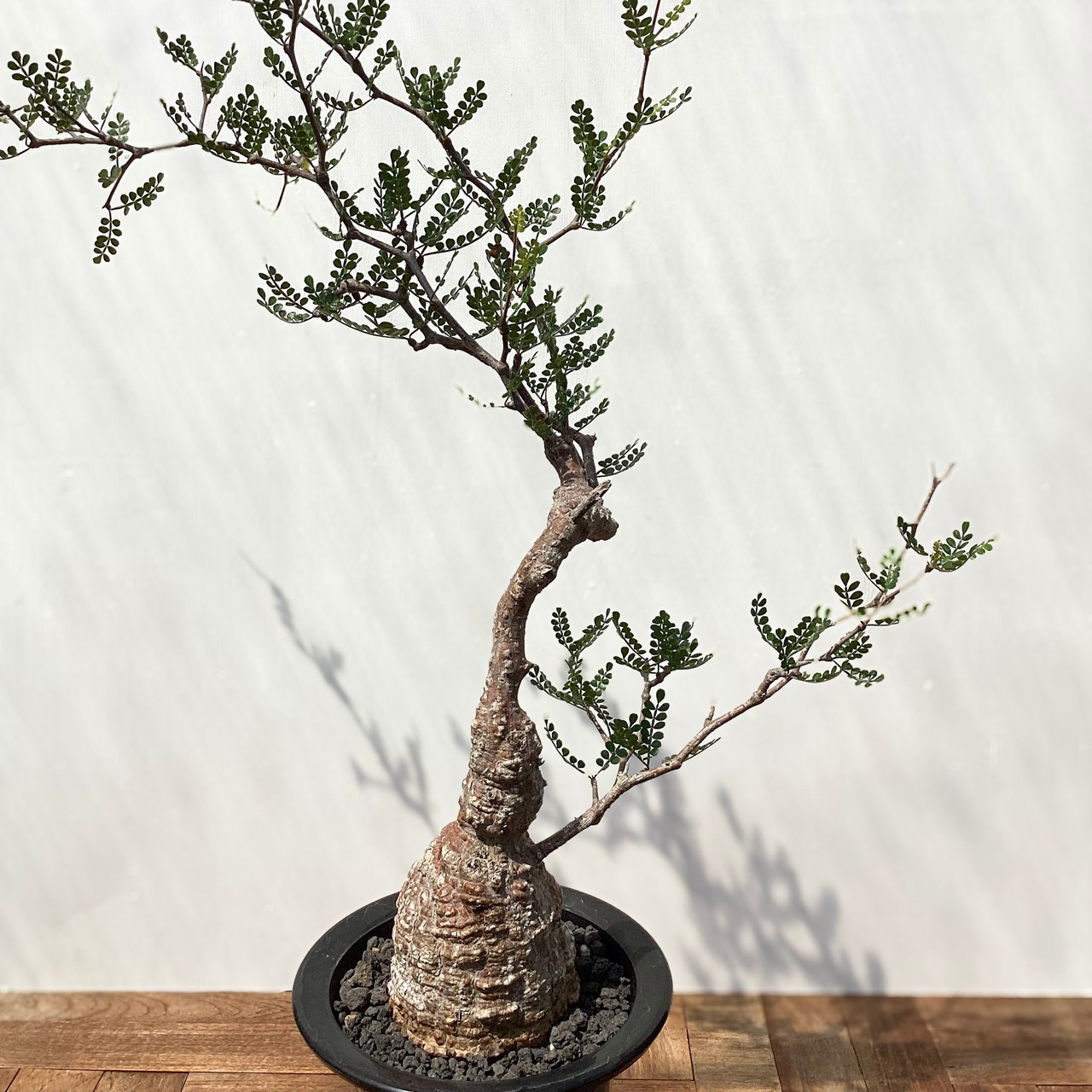 Operculicarya pachypus【オペルクリカリア・パキプス】