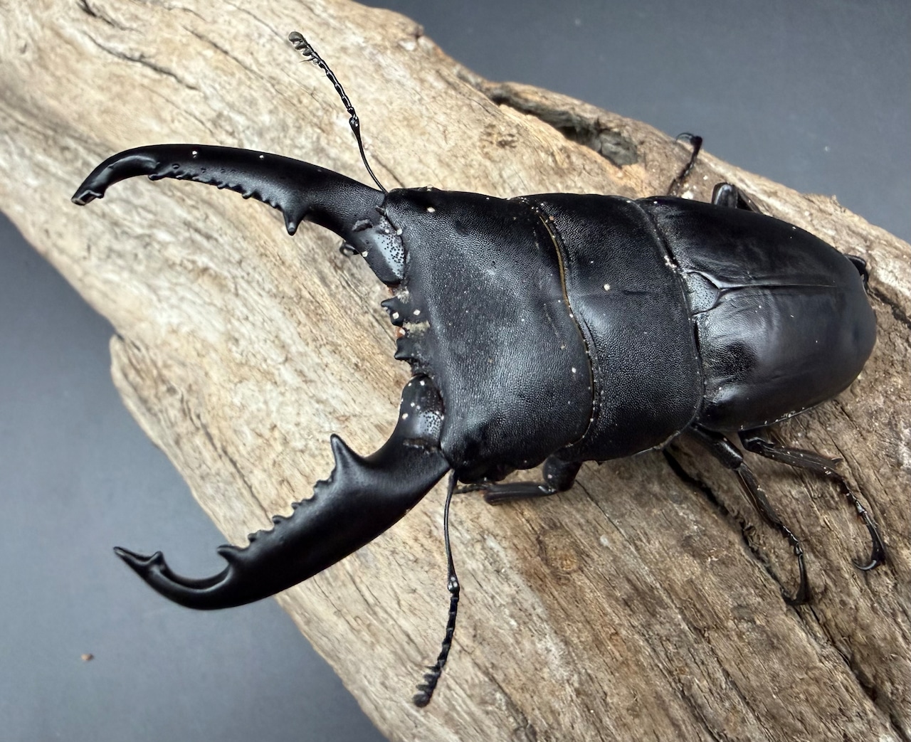 【WD】《ミンダナオヒラタ マラグサン産 83mm ペア》