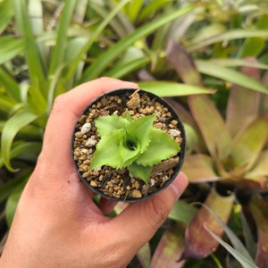 Cryptanthus dorothyae (Brazil)