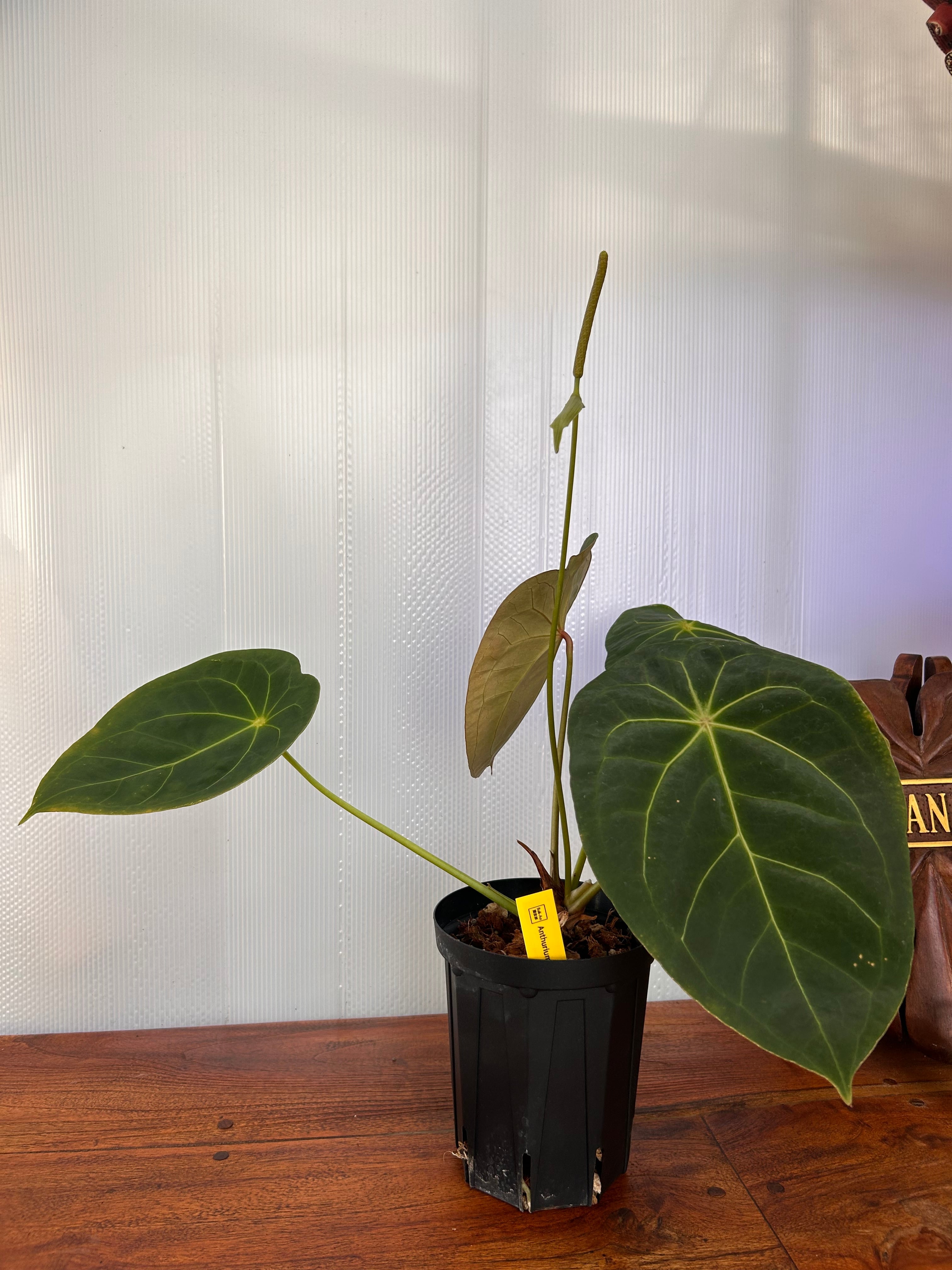 Anthurium | BALI-AN 園芸