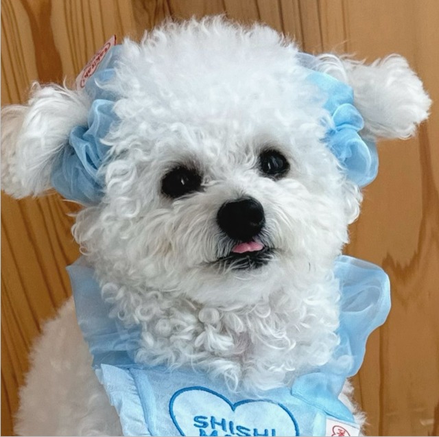 【予約】[tak!tak!tak!tak!] シュシュ/ heart heart series