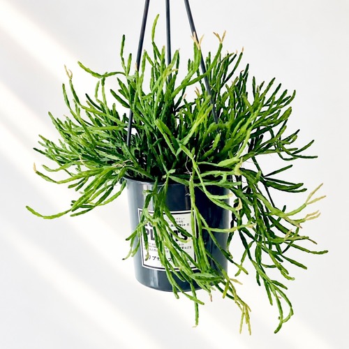 リプサリス エワルディアナ 観葉植物 calm cafe