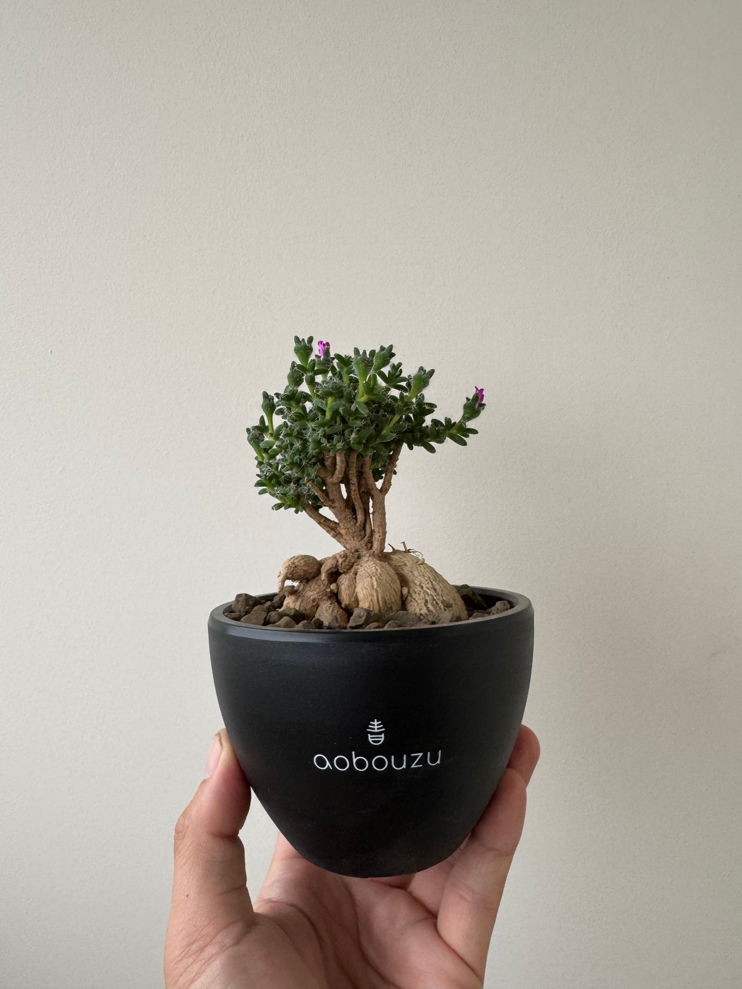 新着】Trichodiadema densum【育てやすい南アフリカ盆栽】トリコディア