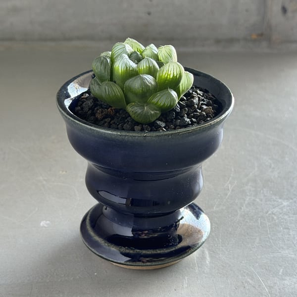 ハオルチアオブツーサ Haworthia obtusa | RY-ST