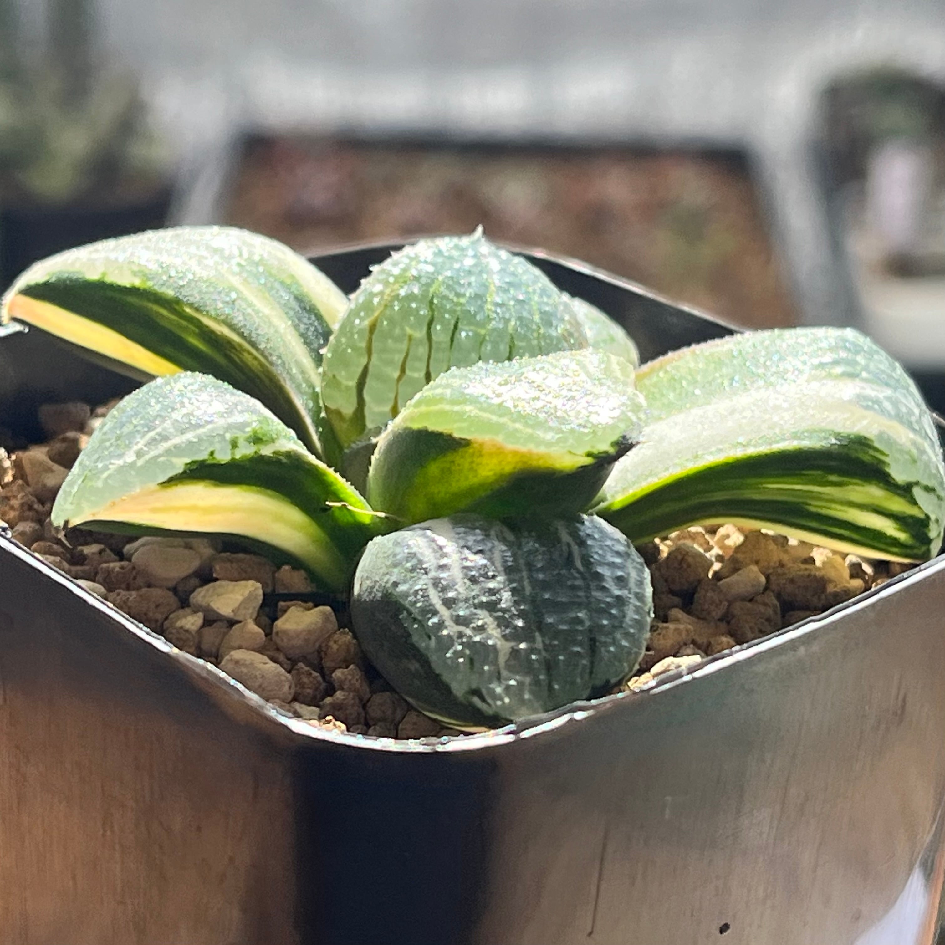 ハオルチア 日月潭錦 | mocono_plants