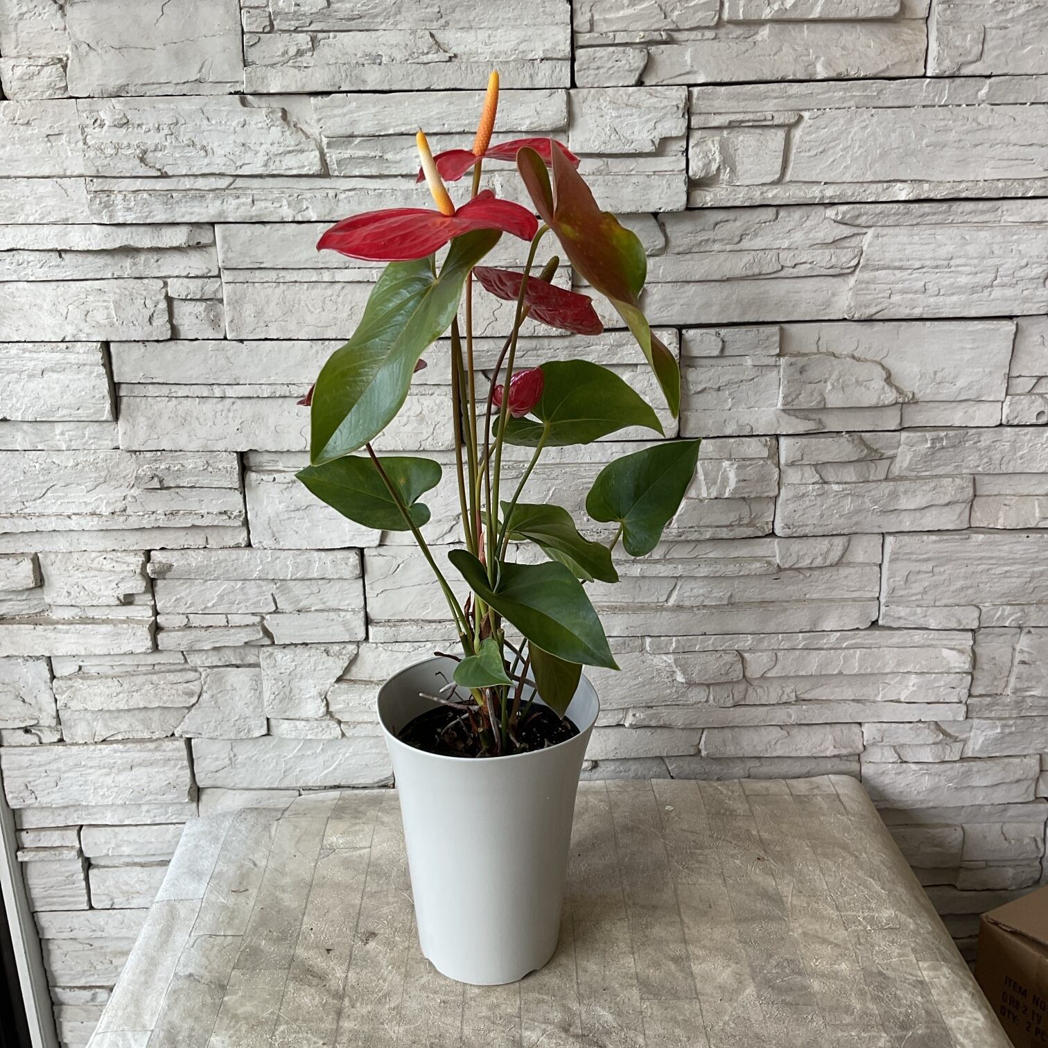 観葉植物】アンスリウム アイダホ 赤 | 橋本種苗園