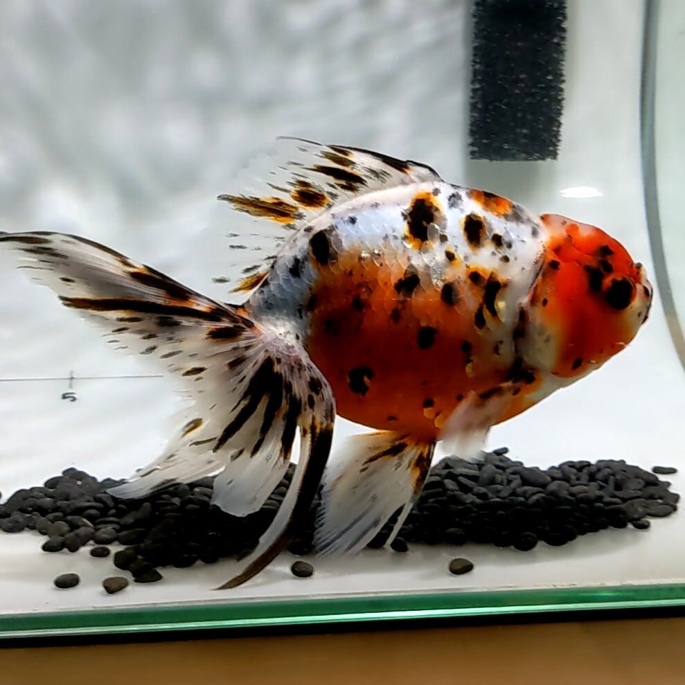 販売します】金魚 東錦 3歳