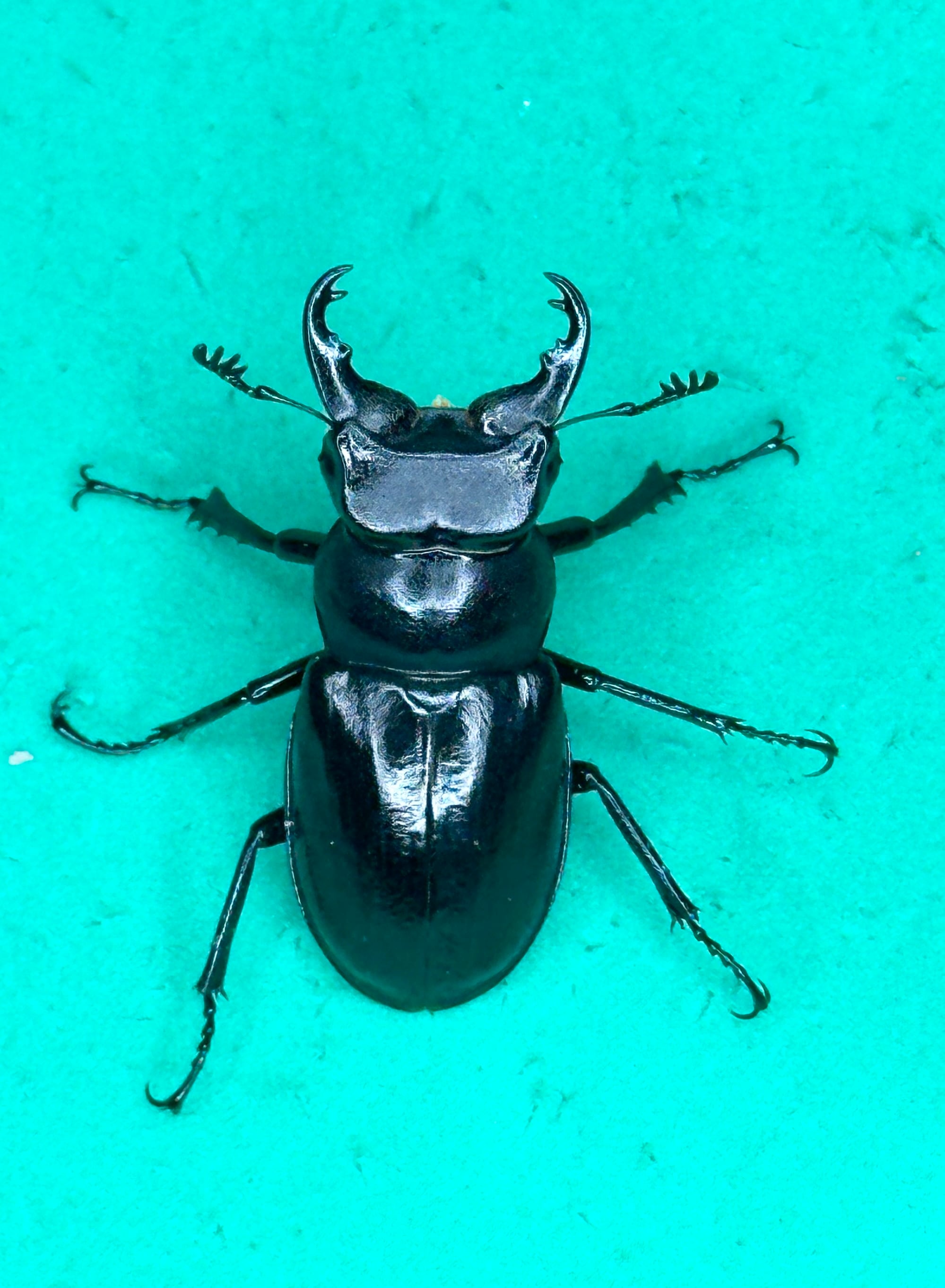 ネイチャーフィール