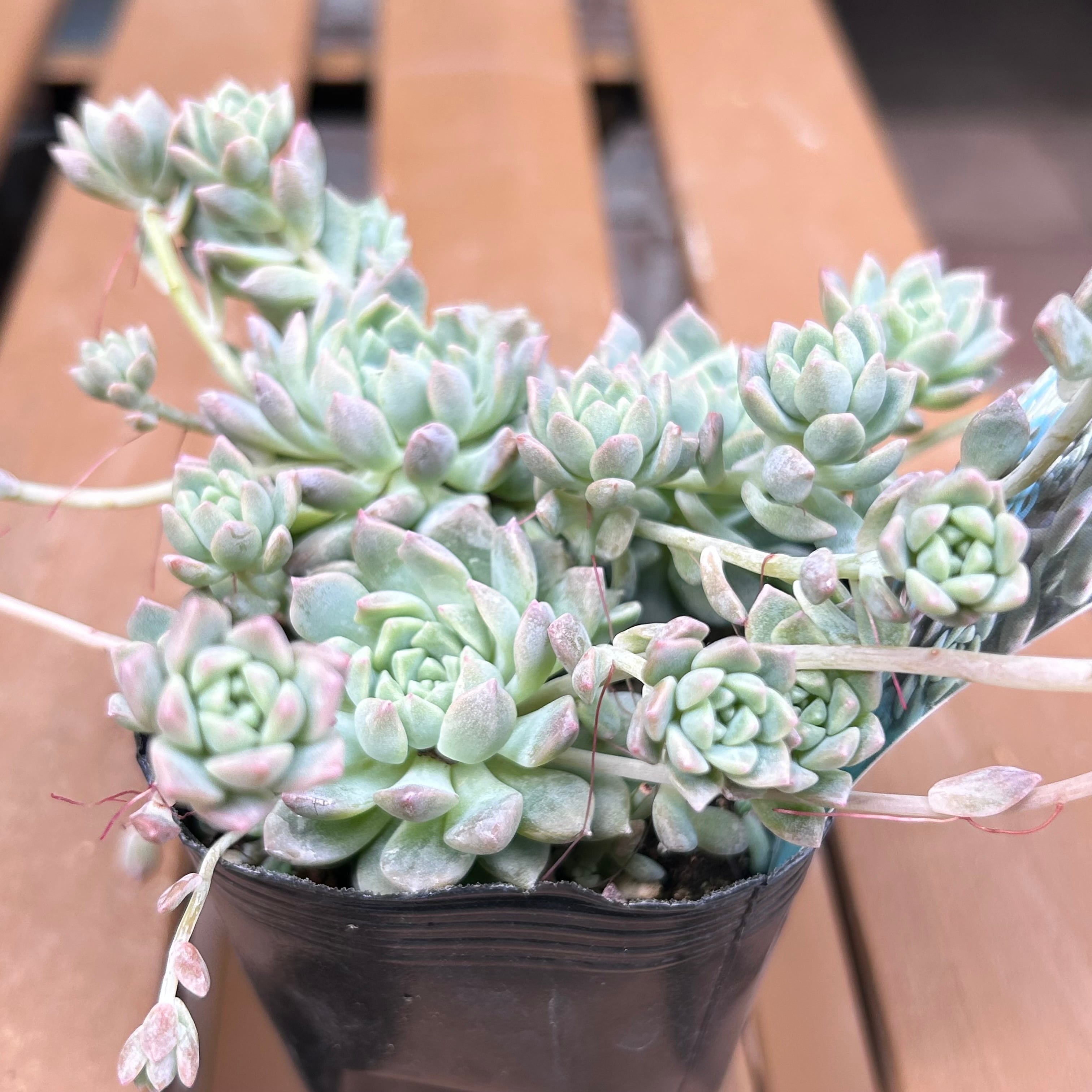 A)プロリフィカ | RuPo 多肉植物専門店