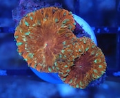 Blastomussa YellowGlitter