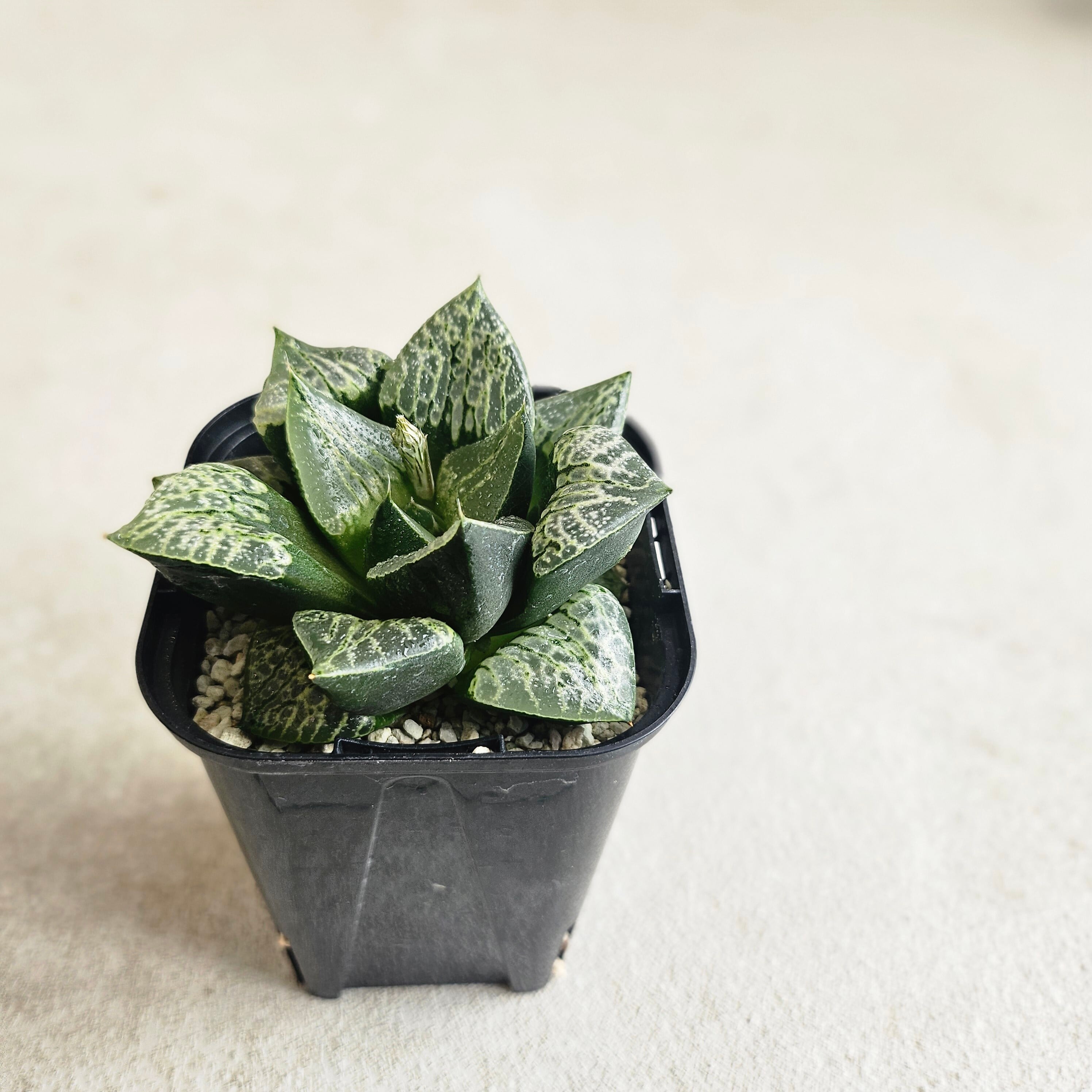 ハオルチア　コンプト×ツタンカーメン　HYBRID 実生苗 のカキコ BOTANY CRAFT ハオルチア ツタンカーメン×老川黒コンプト ex monchi