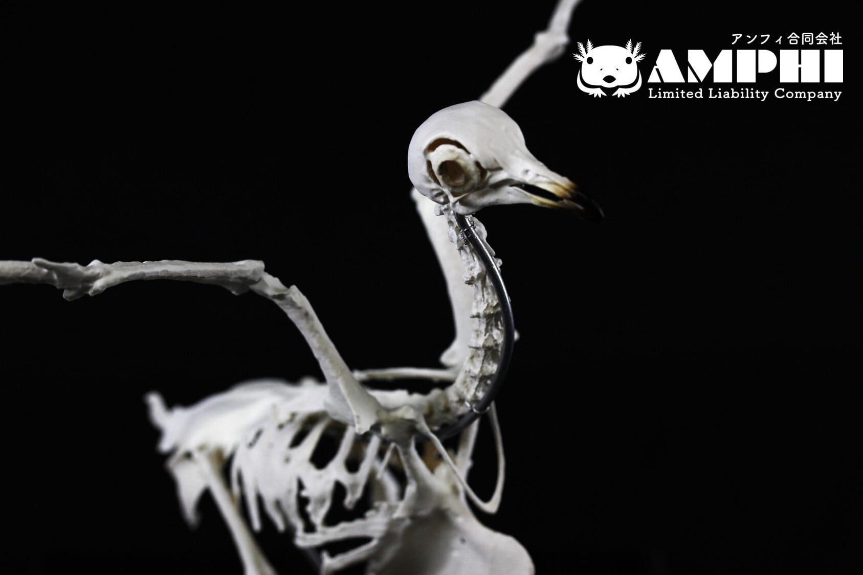 カワラバト 原寸大全身骨格レプリカ【台座付き】 | アンフィ合同会社