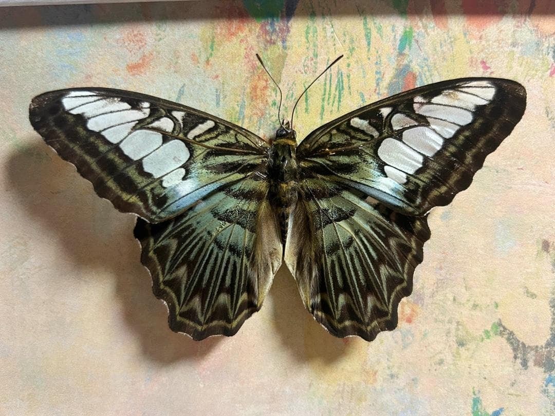 タテハチョウ Parthenos sylvia 蝶標本 | Dharana·Hong